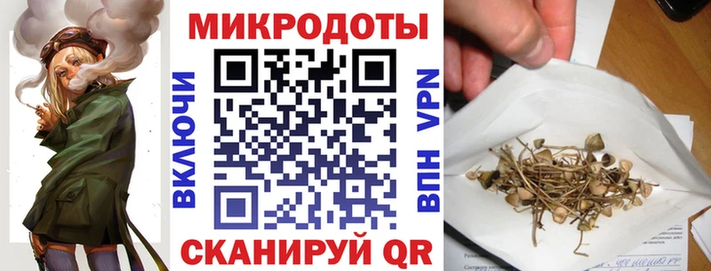 Псилоцибиновые грибы Psilocybe Ладушкин